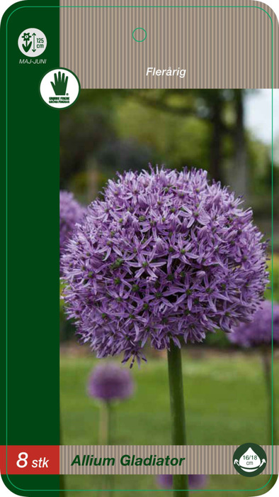 Grønne Fingre® blomsterløg 'Allium Gladiator' 8 stk.